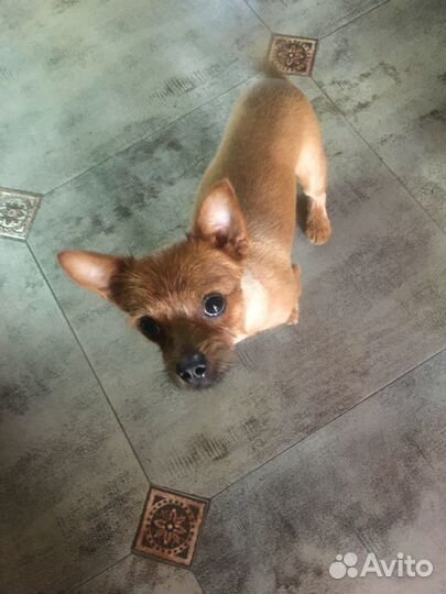 Вязка кобель