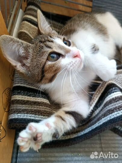 Пираты Балтийского моря (котята, 3 месяца)