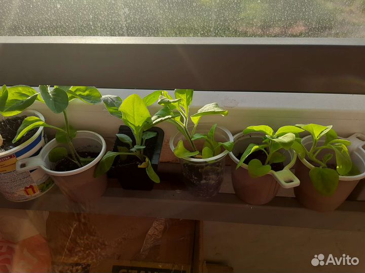 Рассада петунии