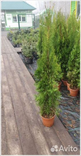 Туя Смарагд 100-120 живая изгородь
