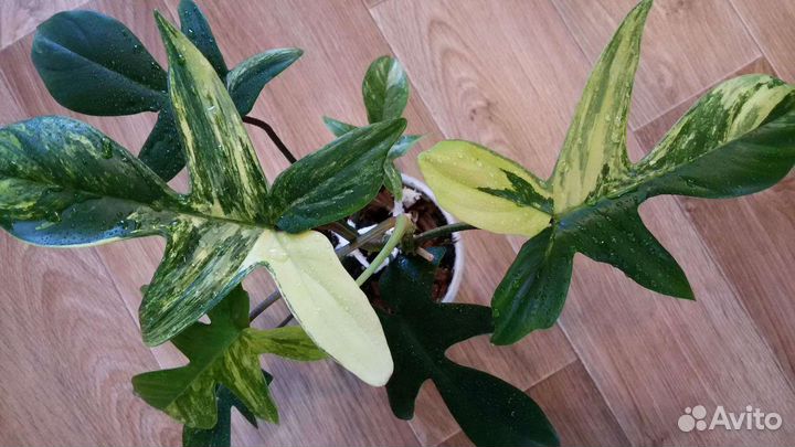 Ароидные комнатные растения