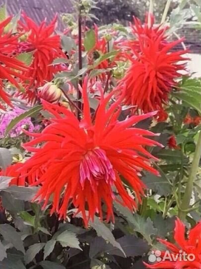 Клубни георгин