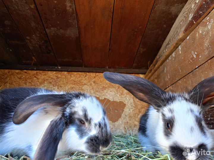 Продаются кролики