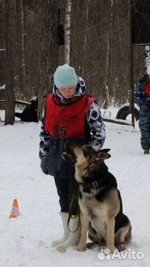 Дрессировка и воспитание собак