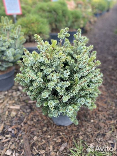 Ель ситхинская