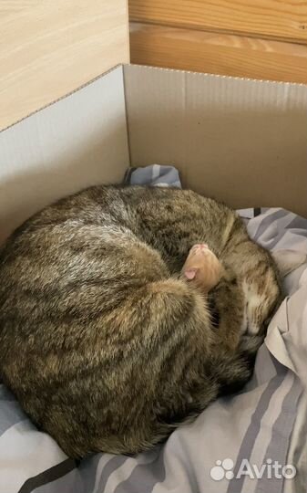 Котята в добрые руки бесплатно