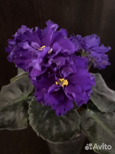 Фиалка(или поменяю на другой сорт)