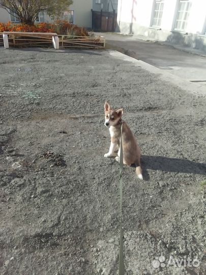 Отдам бесплатно щенка