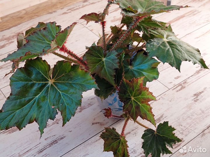 Бегония декоративно лиственная