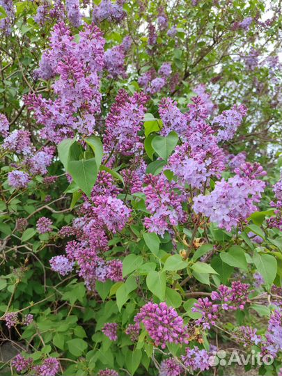 Сирень цветы