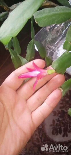 Цветок декабрист