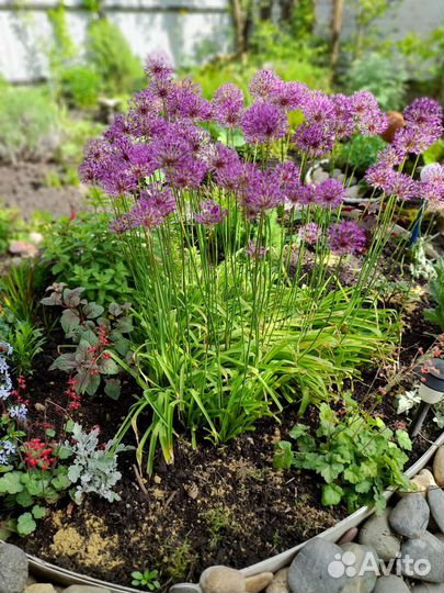 Лилейник,мята,лук декар