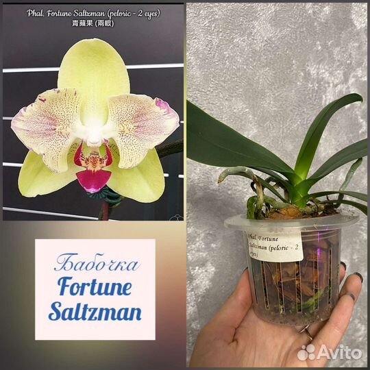 Орхидеи фаленопсис,ванды, дикие,дендробиумы и т.д