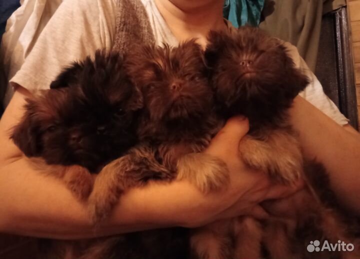 Брюссельский гриффон шоколад