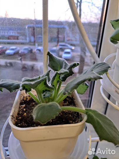 Домашние растения