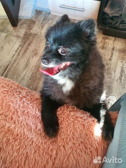 Передержка кошек, собак грызунов, птиц и др. жив-х