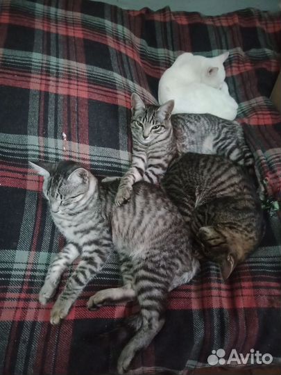 Отдам в добрые руки