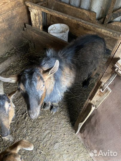 Козы и козел