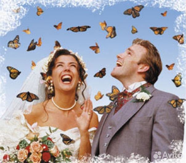 Франшиза Салюты из Живых Тропических Бабочек 2851