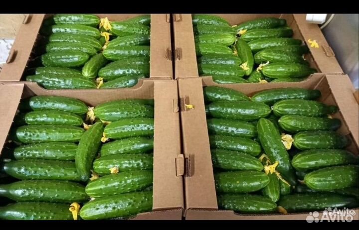 Овощи фрукты оптом, доставка есть