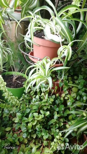 Хлорофитум кудрявый