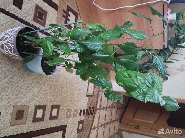 Китайская роза набивная (цветущая)