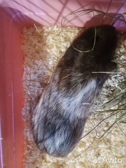 Морская свинка с клеткой