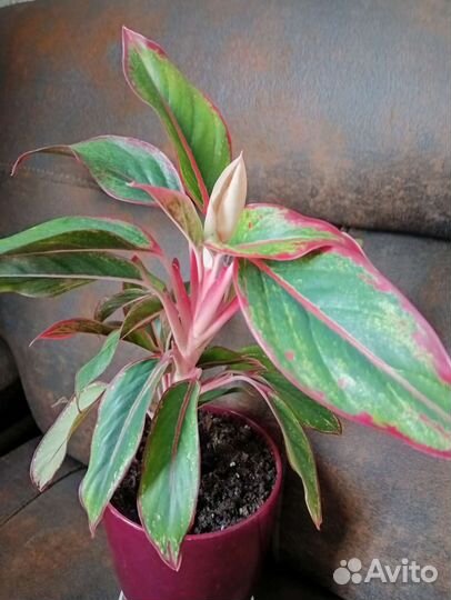 Аглаонема и денежное дерево