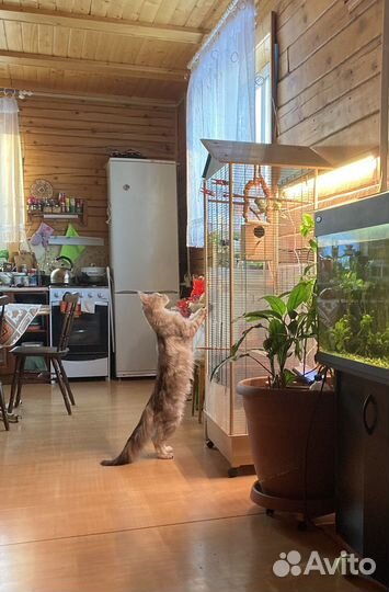 Попугай воробъиный