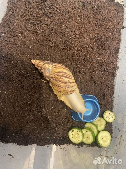 Улитка ахатина