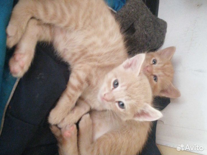Котята в добрые руки бесплатно