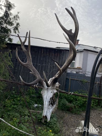Рога оленя