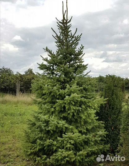 Ель сербская