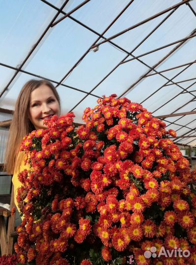 Хризантемы мультифлора