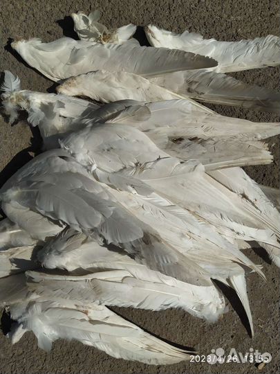 Гусиные крылья