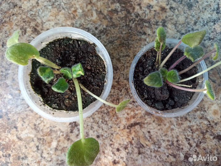 Фиалка, детки