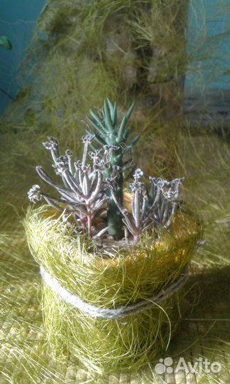 Суккуленты#кактусы#эчеверия