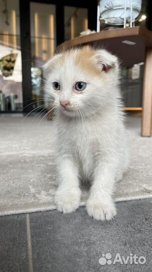Котенок в добрые руки