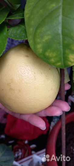 Лимонное дерево с плодами