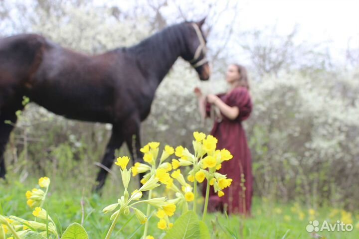 Конные прогулки