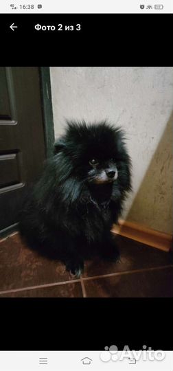 Немецкий шпиц