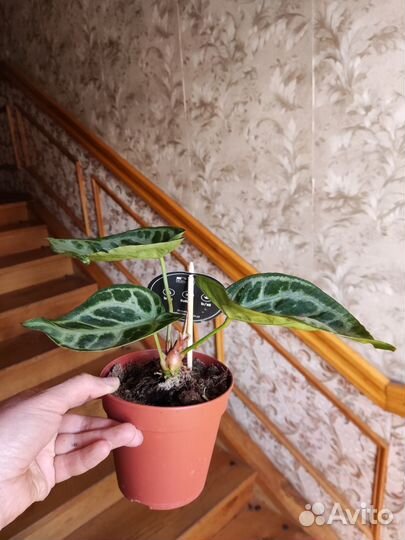 Антуриум Сильвер блаш, кристаллинум