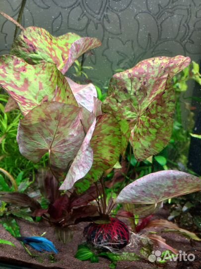 Креветки синие, Эйхорния лазаревая, нимфея, кринум