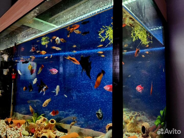 Аквариумные рыбки