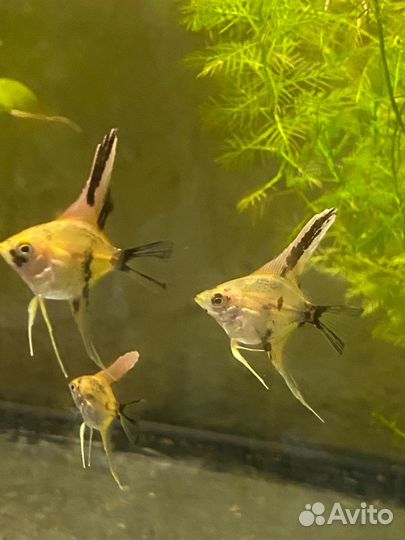 Рыбки скалярии