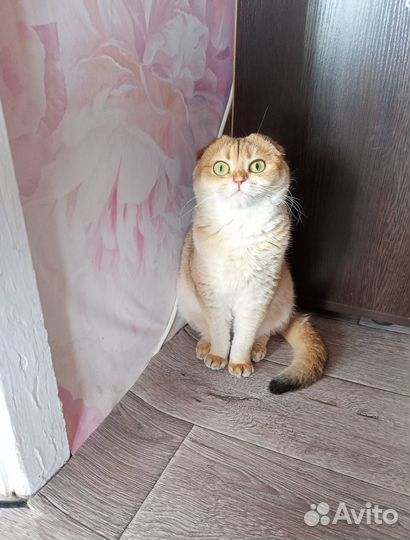 Скоттиш фолд