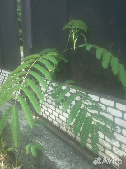 Саженец ленкоранская акация (К11)