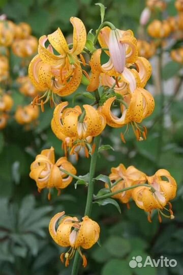 Лилия мартагон