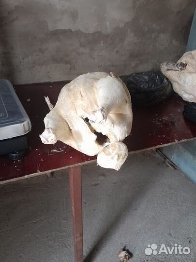 Мясо индейки