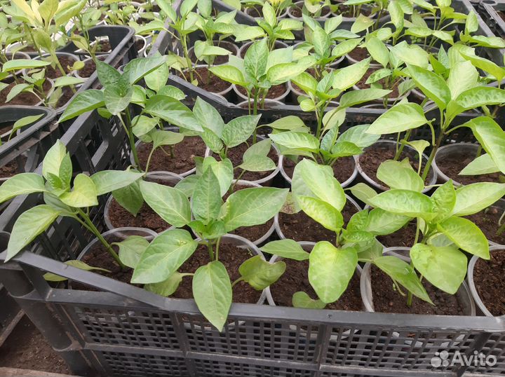 Рассада перцы